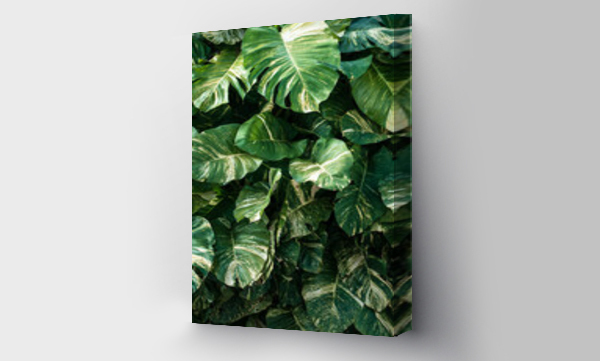 Egzotyczne, Liście, Tropikalne