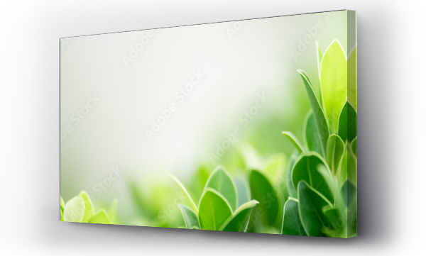 Wizualizacja Obrazu : #418223161 Zbliżenie zielonego liścia natury na rozmytym tle zieleni w ogrodzie z bokeh i przestrzeni kopiowania przy użyciu jako tło koncepcji strony tytułowej.