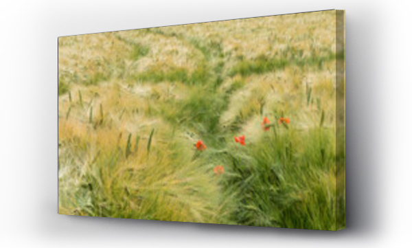 Krajobraz kwiaty, Kwiaty, pejzaż, trawy, Łąka kwiaty