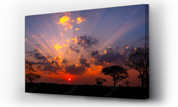 Wizualizacja Obrazu : #419620896 Panorama sylwetka drzewa w afryce z zachodem słońca.Drzewo sylwetka na tle zachodzącego słońca.Ciemne drzewo na otwartym polu dramatyczny wschód słońca.Typowy afrykański zachód słońca z drzew akacjowych w Masai Mara, Kenia