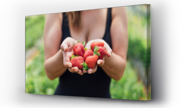 Wizualizacja Obrazu : #419737075 Female farmer holding fresh ripe strawberries in hands