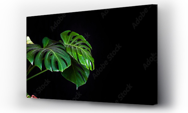 monstera