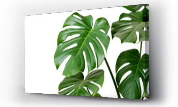 monstera