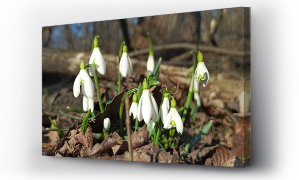 Kwiaty, Kwiaty białe, Kwiaty wiosenne, Kwiaty wiosenne białe, las kwiaty, wiosna