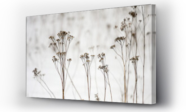 Kwiaty, kwiaty wodne, trawa, trawy, zima trawy, łąka, Łąka kwiaty