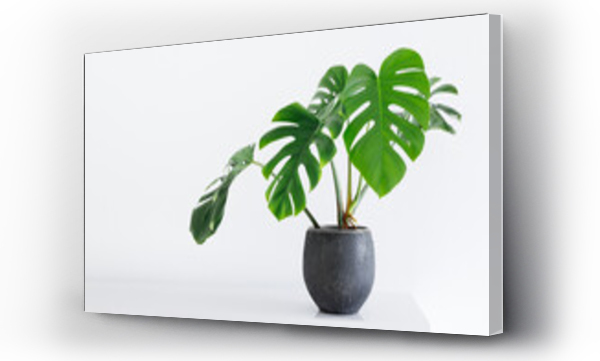 Wizualizacja Obrazu : #425011276 roślina domowa o dużych liściach Monstera deliciosa w szarej doniczce na białym tle w jasnym wnętrzu