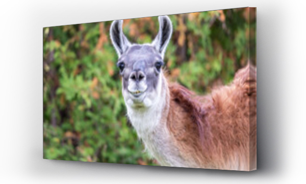 Wizualizacja Obrazu : #425566460 Szlona lama