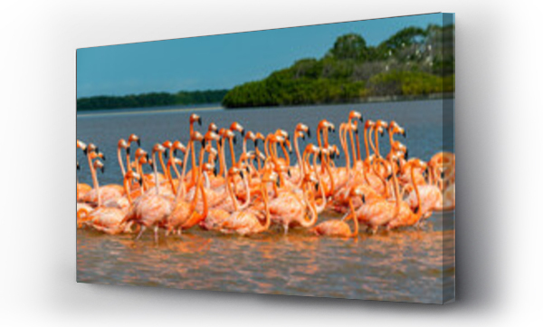 Wizualizacja Obrazu : #426067162 Flaming amerykański (Phoenicopterus ruber), Rezerwat Biosfery UNESCO Rio Celestun, Jukatan, Meksyk
