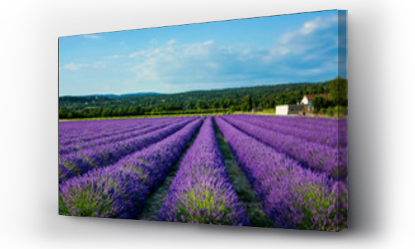 Kwiaty, Pola lawendy, prowansja