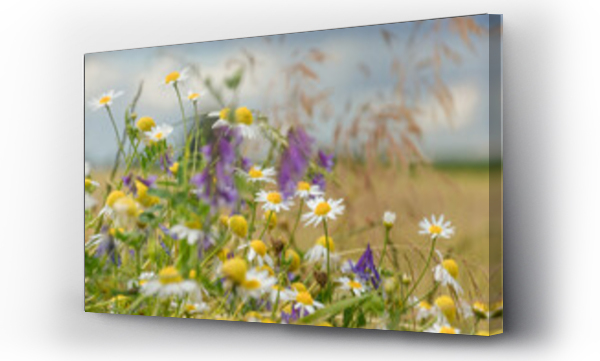Wizualizacja Obrazu : #427733124 Kwiaty polne, letnia ??ka, rumianek.
