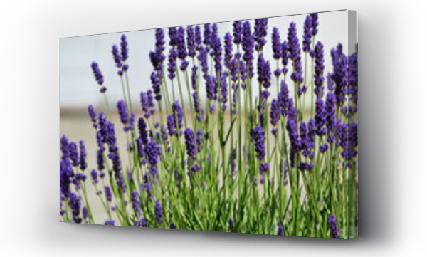 lawenda w?skolistna - lawenda - Lavandula angustifolia