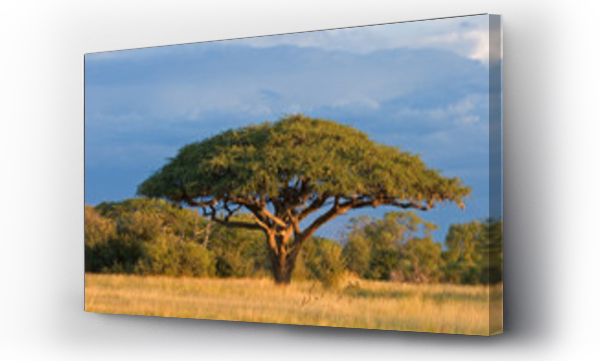 Drzewo akacji afrykańskiej, Park Narodowy Hwange, Zimbabwe