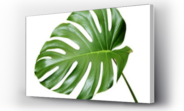 Wizualizacja Obrazu : #428743780 Zielony liść monstera delikatesy izolowane na białym tle.