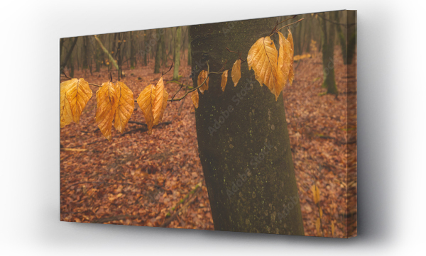 Liście, listowie, naturalne