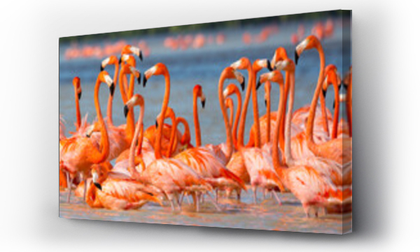 Wizualizacja Obrazu : #429017034 American aka Caribbean flamingos Phoenicopterus ruber at the lagoon of Celestun, Yucatan, Mexico