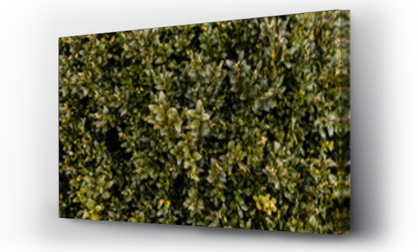 Wizualizacja Obrazu : #429442925 zielone ro?liny w ciep?y wiosenny dzie?, ziele? w parku z bliska  