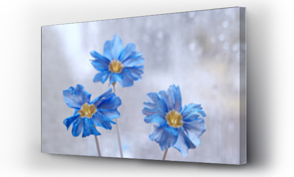 Wizualizacja Obrazu : #429642163 Kwiaty Porcelanki (Nemophila menziesii) Blue flowers. Flowers in dew