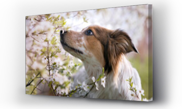 białe kwiaty, Kwiaty, światło dzienne