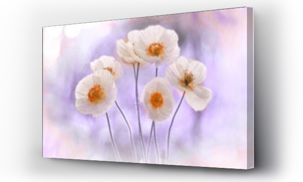 Mak polny Bridal Silk ? bia?y ( Papaver rhoeas ) Biały kwiat. Kwiaty w rosie