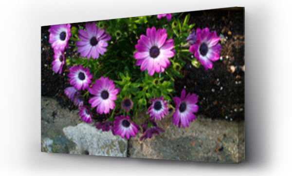 Wizualizacja Obrazu : #430442180 kwiaty ro?liny makro wiosna natura