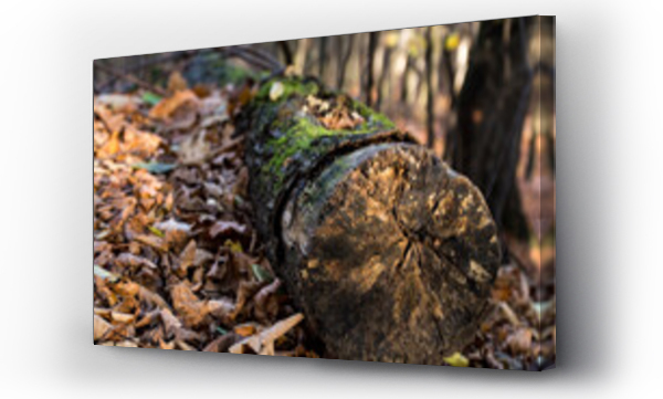 drzewo, naturalne krajobrazy