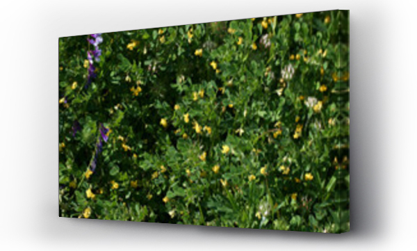 Wizualizacja Obrazu : #431367848 kwiaty ro?liny wiosna flora p?atki ??ka 