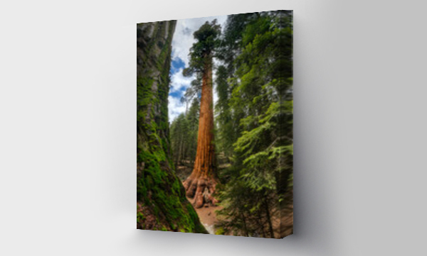 Wizualizacja Obrazu : #432016677 Drzewa sekwoi, Gaj Mariposa, Park Narodowy Yosemite