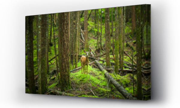 Wizualizacja Obrazu : #432019452 A black-tailed deer (Odocoileus hemionus columbianus) stands alone in a second growth forest along Cascade River Road, Mount Baker-Snoqualmie National Forest, Washington.