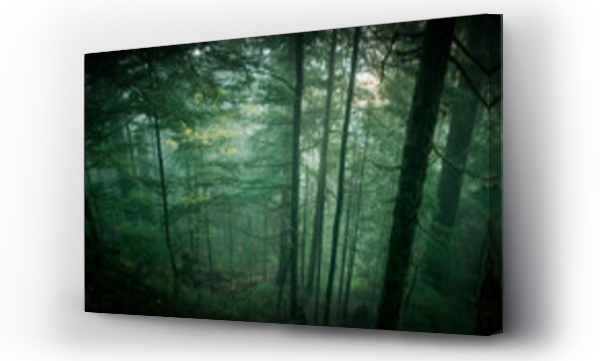 Wizualizacja Obrazu : #432021087 Umiarkowane lasy deszczowe zachodniego Waszyngtonu.