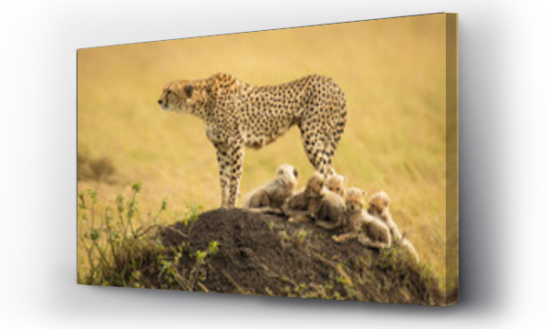 Wizualizacja Obrazu : #432021776 A cheetah mother catches sight of a lion on the distant horizon, one her deadliest enemies, in the Masai Mara, Kenya.