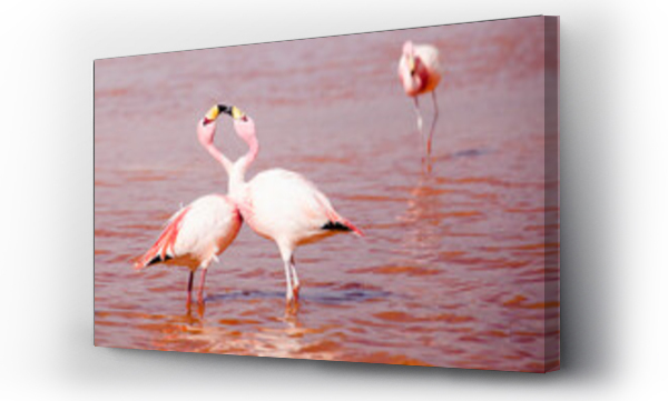 Wizualizacja Obrazu : #432025818 Two flamingos in the red Lake Colorado in SW Bolivia look like theyre kissing.