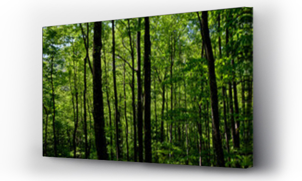 Wizualizacja Obrazu : #432032620 warm light on green forest on trail, blue ridge parkway