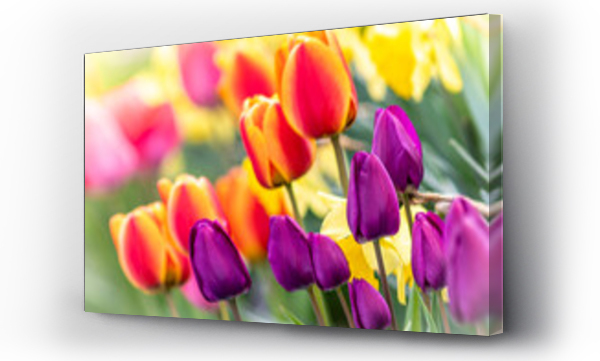 Kwiaty, kwiaty niebieskie