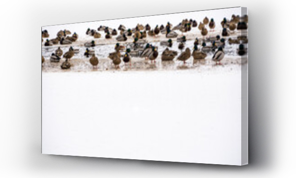 Wizualizacja Obrazu : #432428558 stado dzikich kaczek na cz??ciowo zamarzni?tym jeziorze