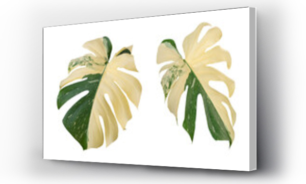 Wizualizacja Obrazu : #432539177 Monstera Deliciosa Albo Variegata leaves, tropical plant evergreen vine isolated on white background, clipping path included