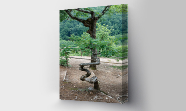 Wizualizacja Obrazu : #433561546 Powyginane drzewo w serbskim parku narodowym