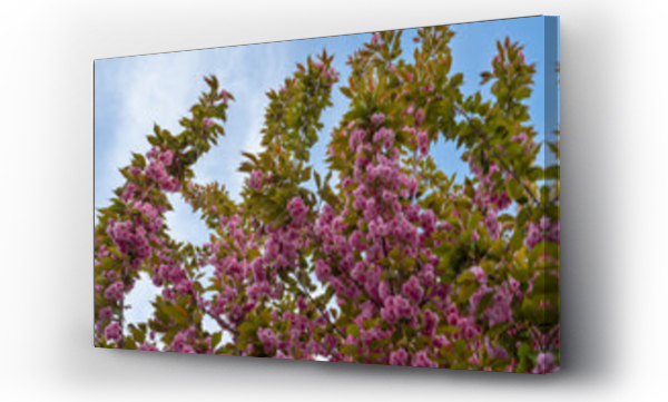 drzewo, drzewo niebo, różowe kwiaty, tło wiosna