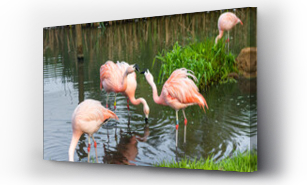 Wizualizacja Obrazu : #433991486 Flamingi bawi?ce si? w wodzie.