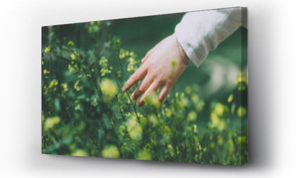 Wizualizacja Obrazu : #434204115 Zbliżenie ręki kobiety ubranej w len, dotykającej kwitnących żółtych kwiatów na polu kwiatowym