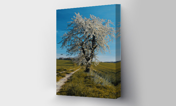 Wizualizacja Obrazu : #434384887 Kwitn?ce drzewo czere?nia, bia?e kwiaty