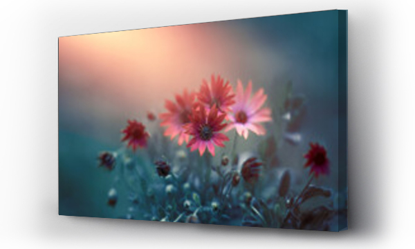 czerwone kwiaty w porannym s?o?cu