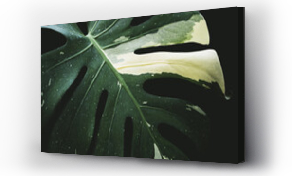 Wizualizacja Obrazu : #434527893 Zbliżenie, tropikalny Monstera Variegated tajski konstelacji ciemnozielone liście, duży dżungli deszczowej lasu liści tekstury tło