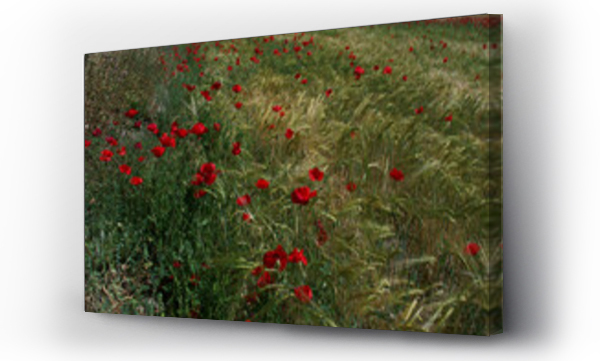 Kwiaty, łąka, Łąka kwiaty