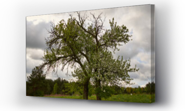 Wizualizacja Obrazu : #435053320 drzewo ,wiosna 