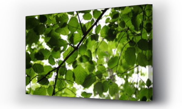 Liście, oświetlone, światło