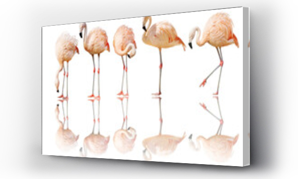 Wizualizacja Obrazu : #435491116 five isolated on white flamingo with reflection