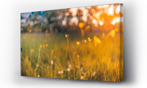 Wizualizacja Obrazu : #435691872 Abstract soft focus sunset field landscape of yellow flowers and grass meadow warm golden hour sunset sunrise time. Tranquil spring summer nature closeup and blurred forest background. Idyllic nature