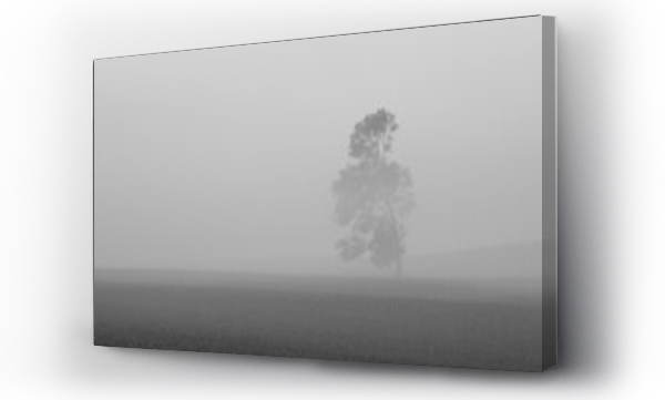 Wizualizacja Obrazu : #436438868 Samotne drzewo we mgle