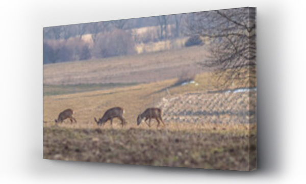 Wizualizacja Obrazu : #436447211 sarny i jelenie na polu