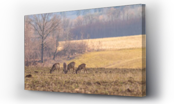 Wizualizacja Obrazu : #436447423 sarny i jelenie na polu